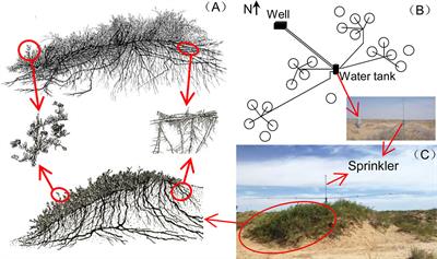 Water Addition Prolonged the Length of the Growing Season of the Desert Shrub Nitraria tangutorum in a Temperate Desert